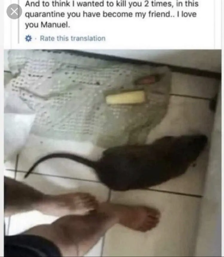 Unveiling 11 Unbelievable Oddities That Defy Size Norms! đđ 16 Absolute Units Absolute unit of a rat