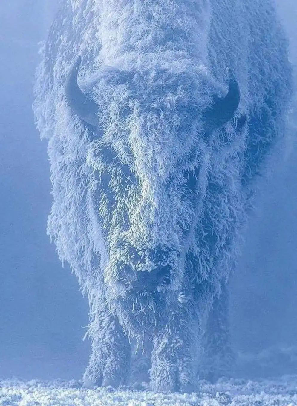13 Massive Oddities That Will Leave You in Awe! đ„ 18 Absolute Units American Ice-on
