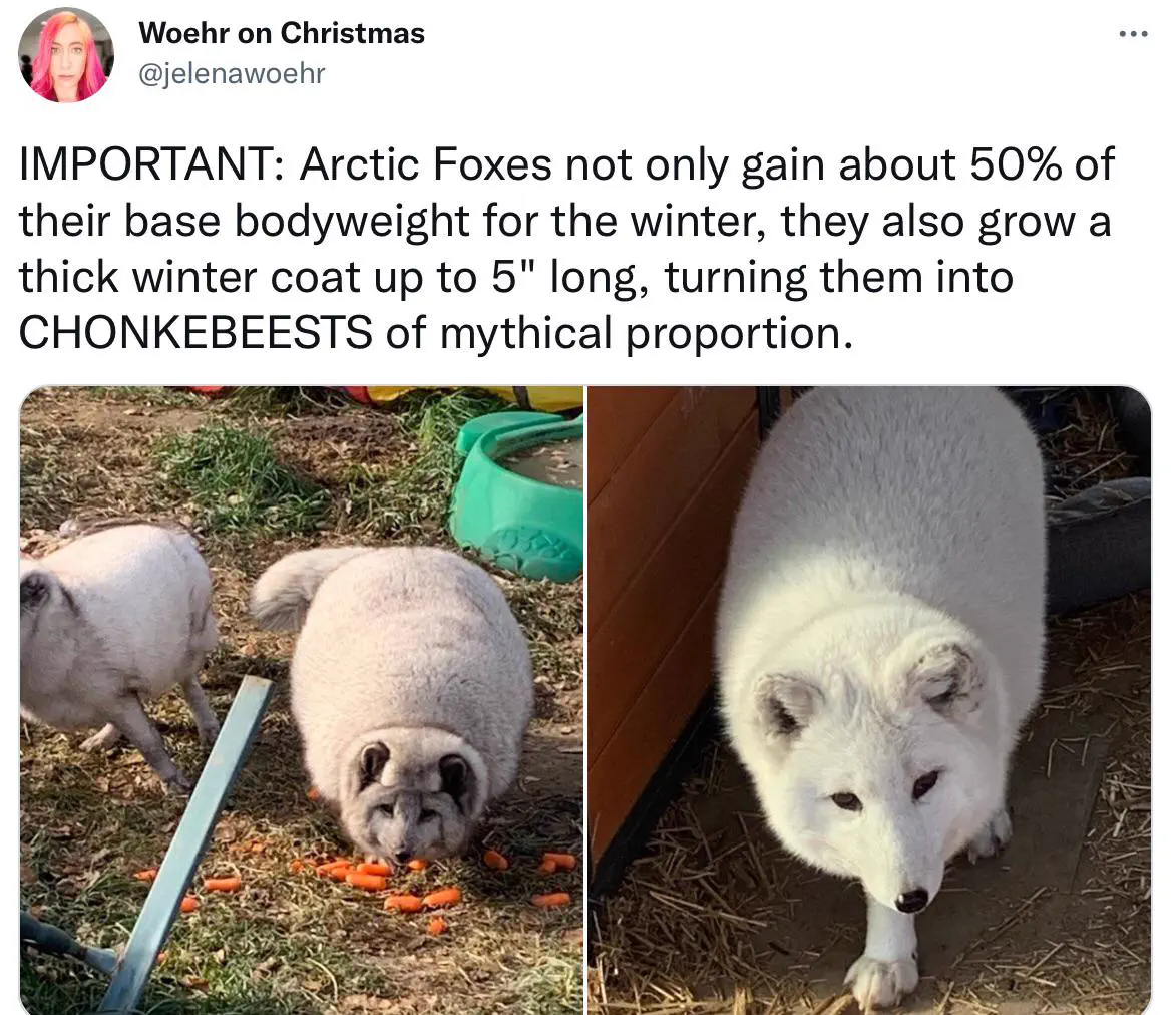 10 Remarkable Absolute Units Redefining Our Perception of Size! 🤯🐾 27 Absolute Units Chonkebeests
