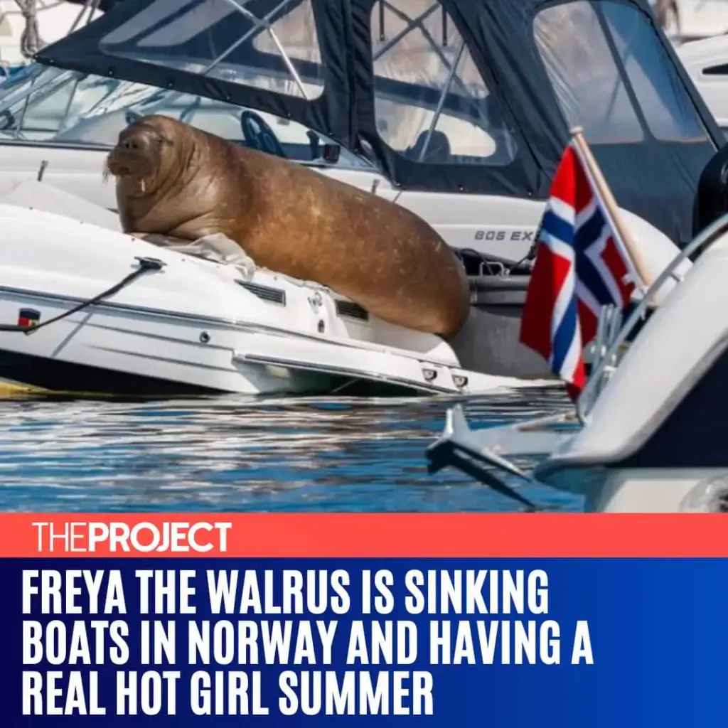 10 Colossal Absolute Units That Will Take Your Breath Away! đ 12 absolute units freya is making herself known and comfortable all 900kg of her by lounging on do