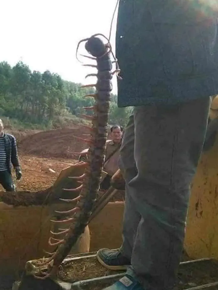 15 Mind-Blowing Oddities That Defy Size Expectations! 🔍🤯 26 Absolute Units Giant centipede in Vietnam.
