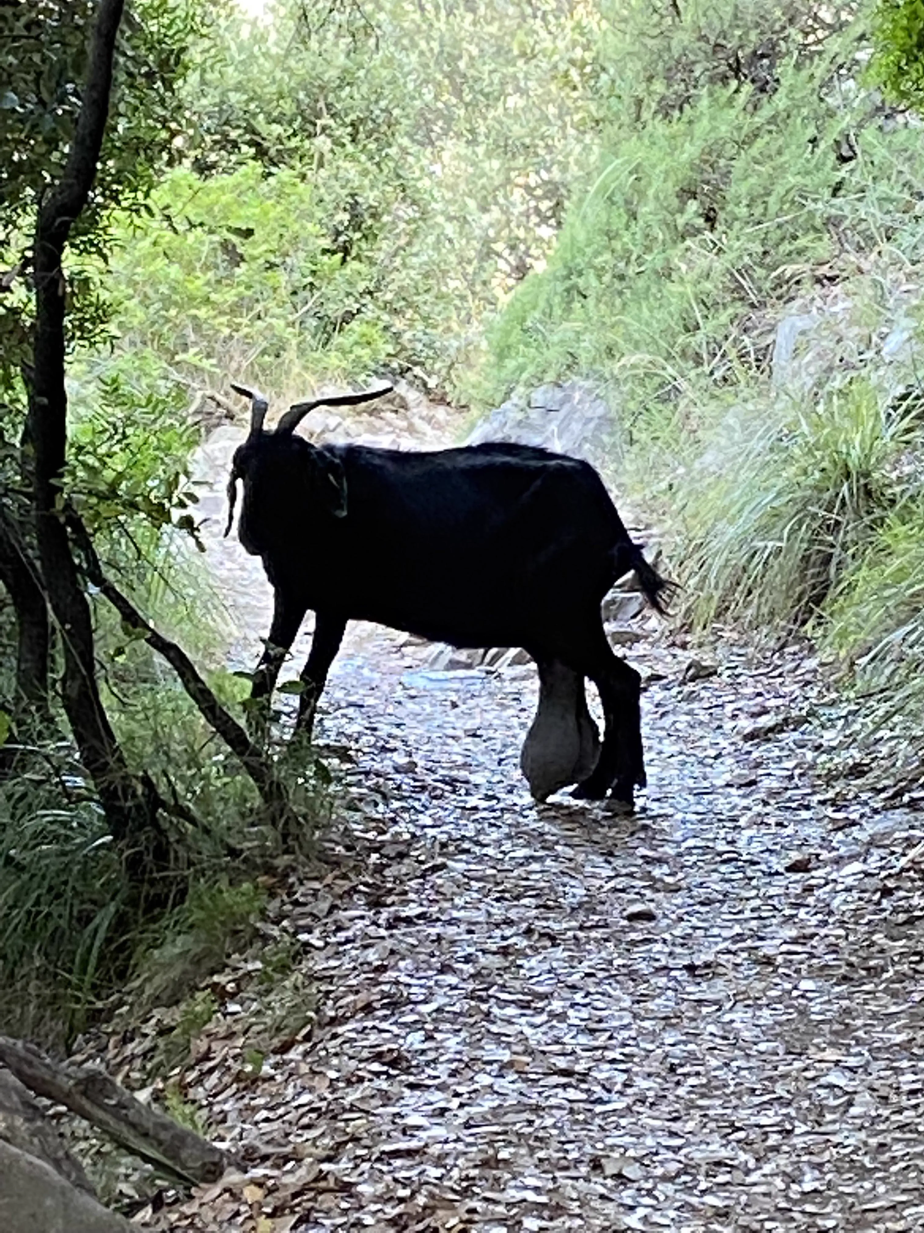 12 Huge Icons Redefining What Massive Truly Means! 🌍🐾 20 Absolute Units Hiking in Italy. Legit scared to continue. Had to wait for my man to finish his trail-side snack.