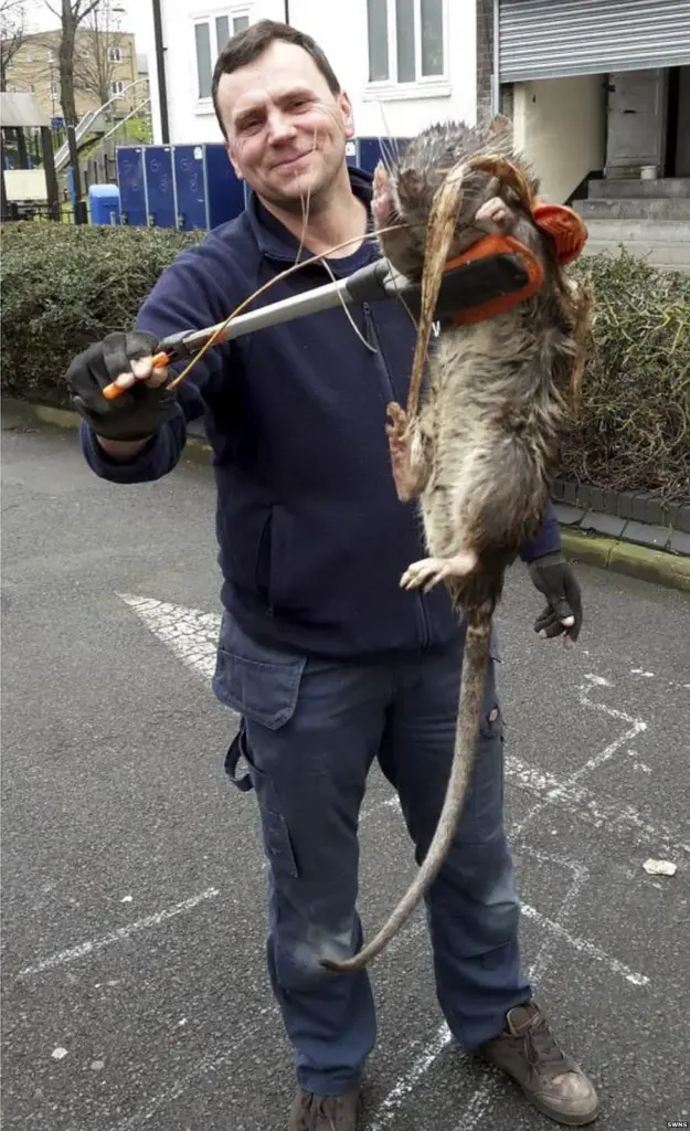 12 Extraordinary Giants That Will Challenge Your Expectations! đ 14 absolute units i saw your nyc rat and present you a uk mutant rat