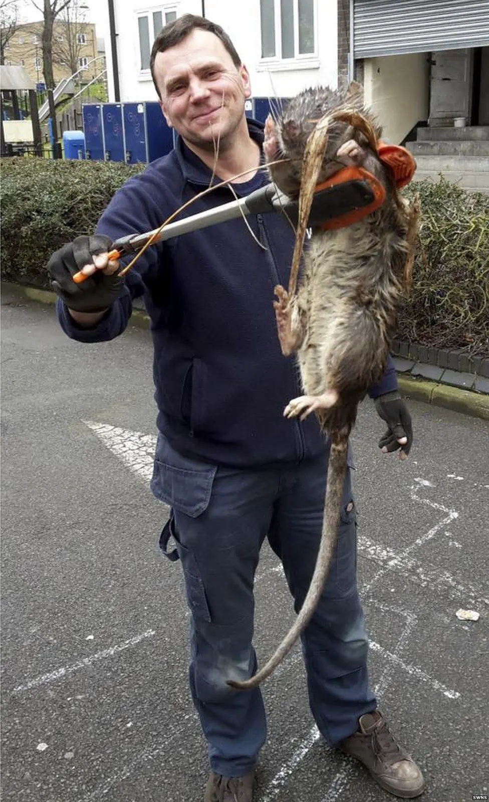 12 Extraordinary Giants That Will Challenge Your Expectations! đ 24 Absolute Units I saw your NYC rat and present you a UK mutant rat