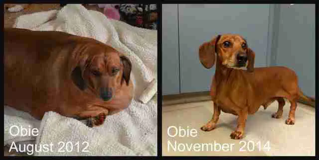 10 Remarkable Absolute Units Redefining Our Perception of Size! 🤯🐾 26 Absolute Units Meet Obie the Dashund, A fallen unit. Never forget.