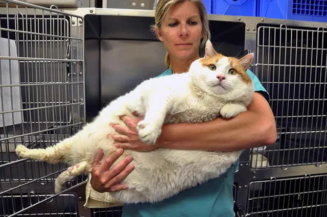 10 Colossal Absolute Units That Will Take Your Breath Away! đ 16 Absolute Units Meow, the largest cat ever at 40 lbs.