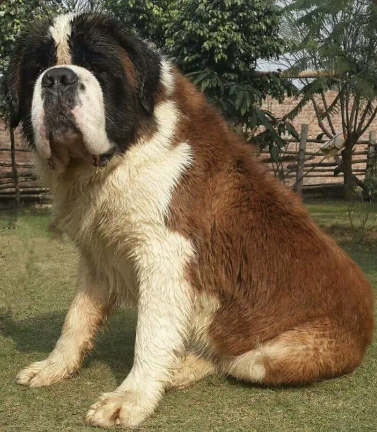 Unveiling 11 Unbelievable Oddities That Defy Size Norms! đđ 13 absolute units my 10yo st bernard before he was processed last year