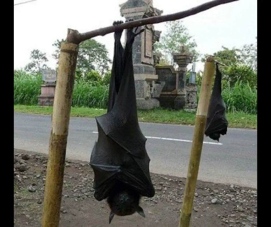 12 Extraordinary Giants That Will Challenge Your Expectations! đ 18 Absolute Units of a Bat (Giant Golden-Crowned Flying Fox)