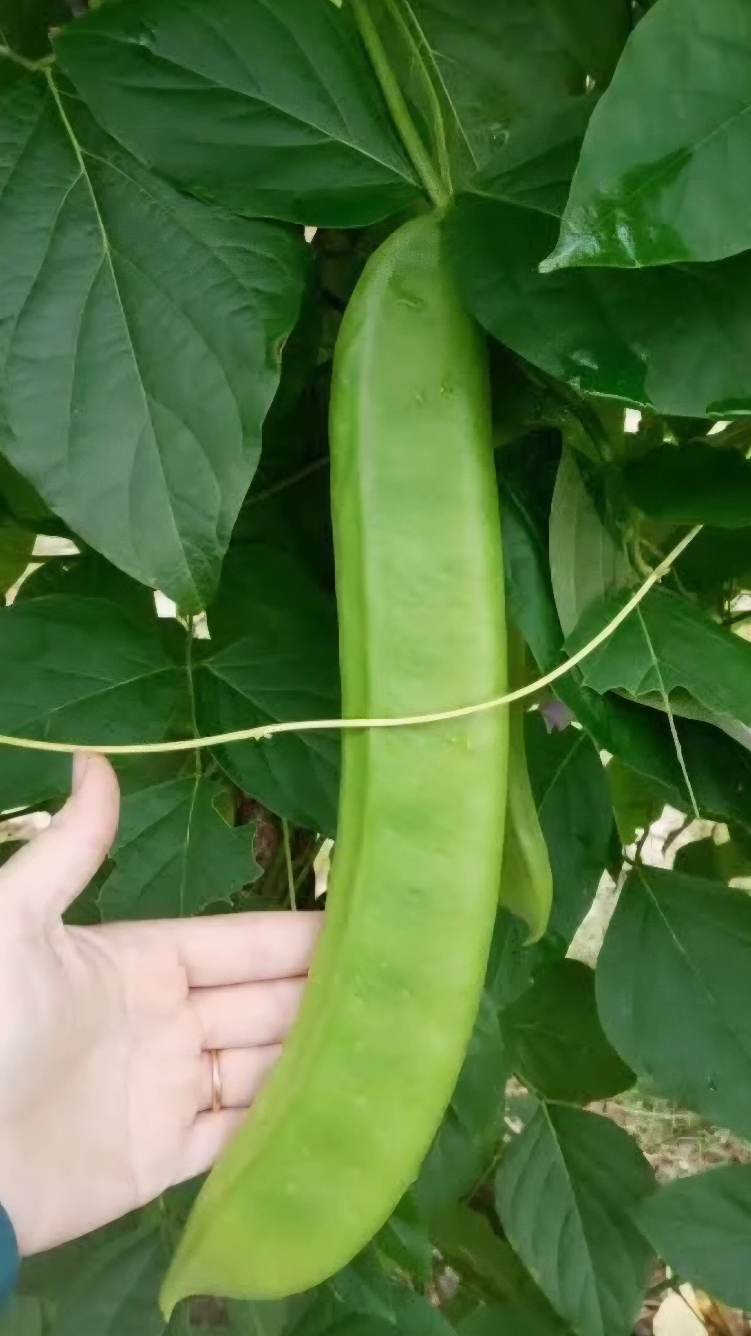 Unveiling 11 Unbelievable Oddities That Defy Size Norms! đđ 21 Absolute Units of a bean