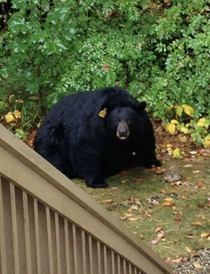 15 Insanely Huge Oddities That Will Leave You Stunned! 🤯 23 Absolute Units of a bear