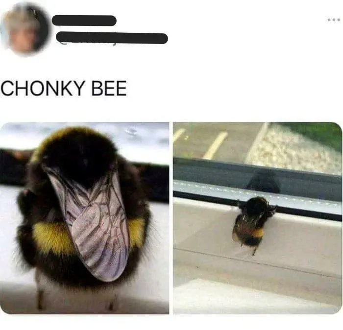 6 Mind-Blowing Oddities That Redefine Size Expectations! 🌟🤯 12 Absolute Units of a bee