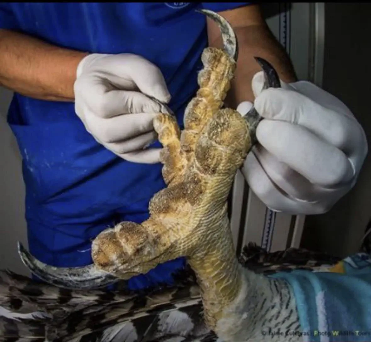 9 Mind-Blowing Huge Oddities You Have to Check Out! đ€Żđ 12 Absolute Units of a bird foot