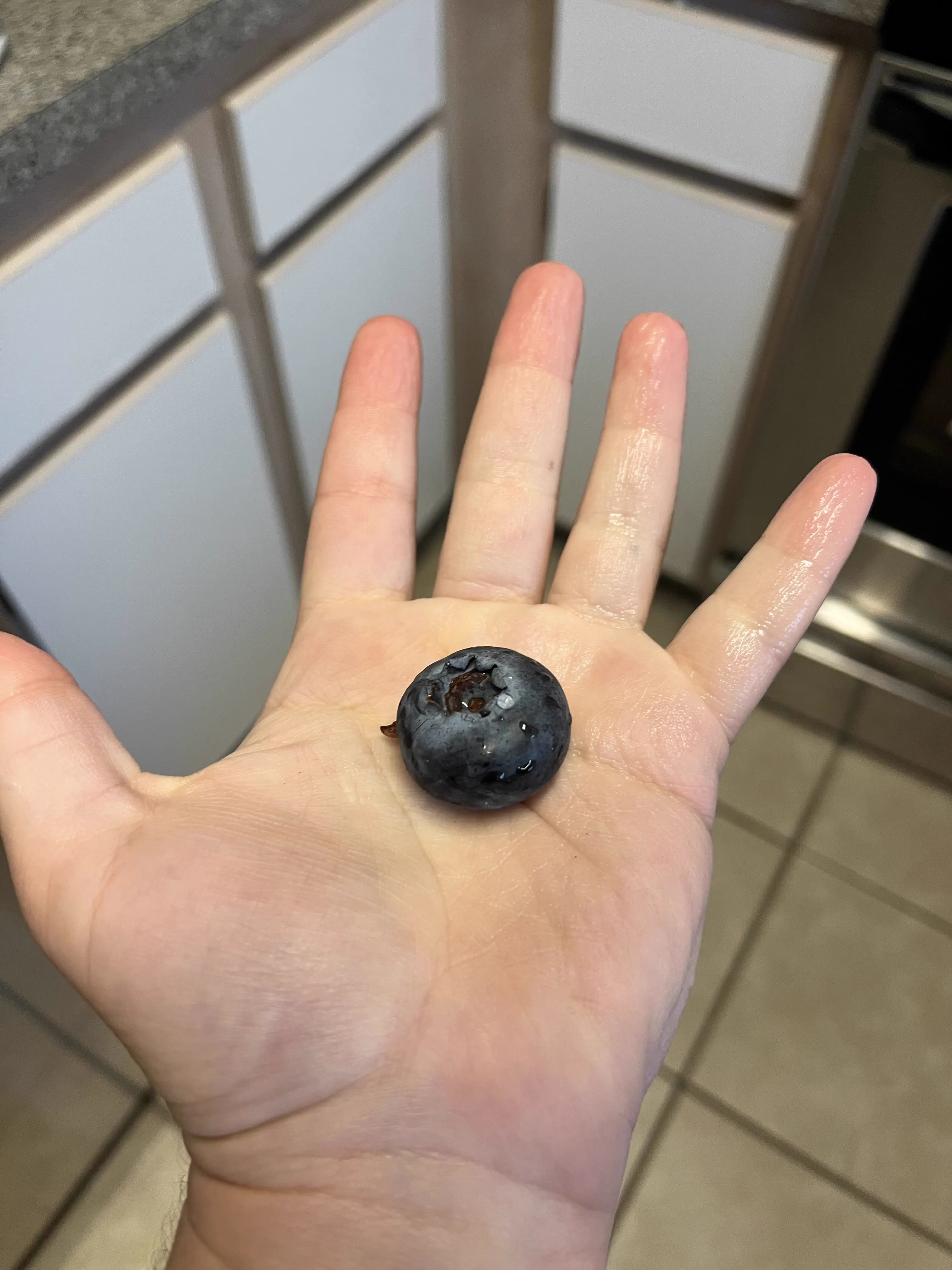 12 Huge Icons Redefining What Massive Truly Means! 🌍🐾 16 Absolute Units of a blueberry