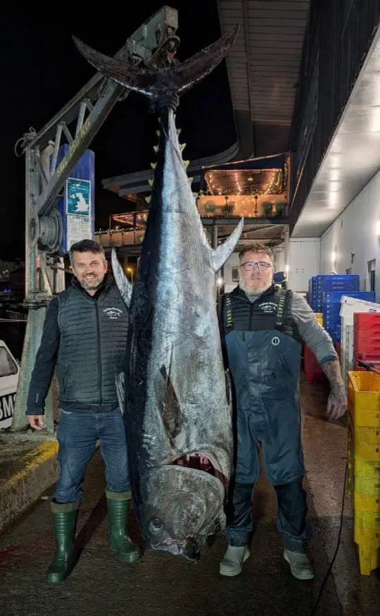12 Extraordinary Giants That Will Challenge Your Expectations! đ 17 Absolute Units of a bluefin tuna