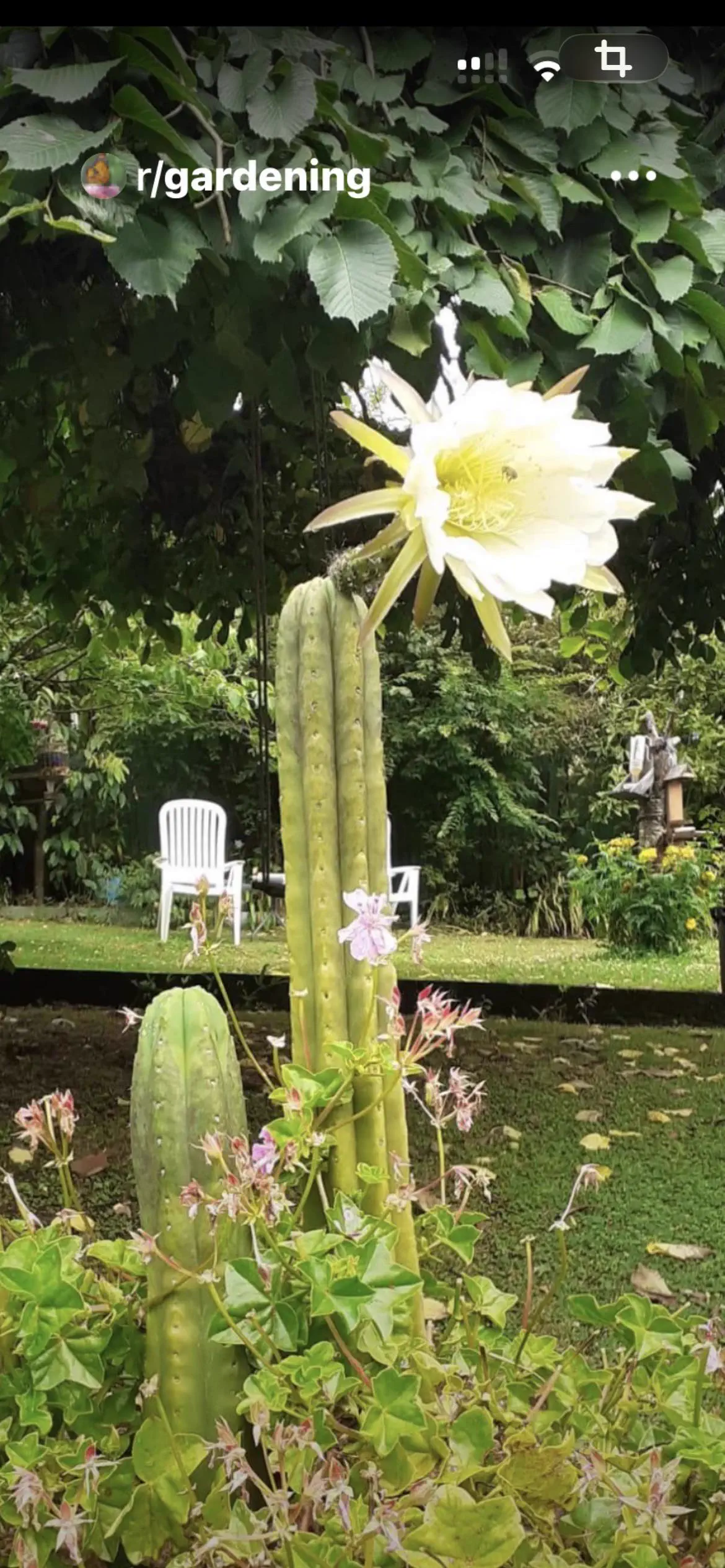 9 Hilarious Absolute Units That Will Leave You Laughing! đ 14 Absolute Units of a cactus flower