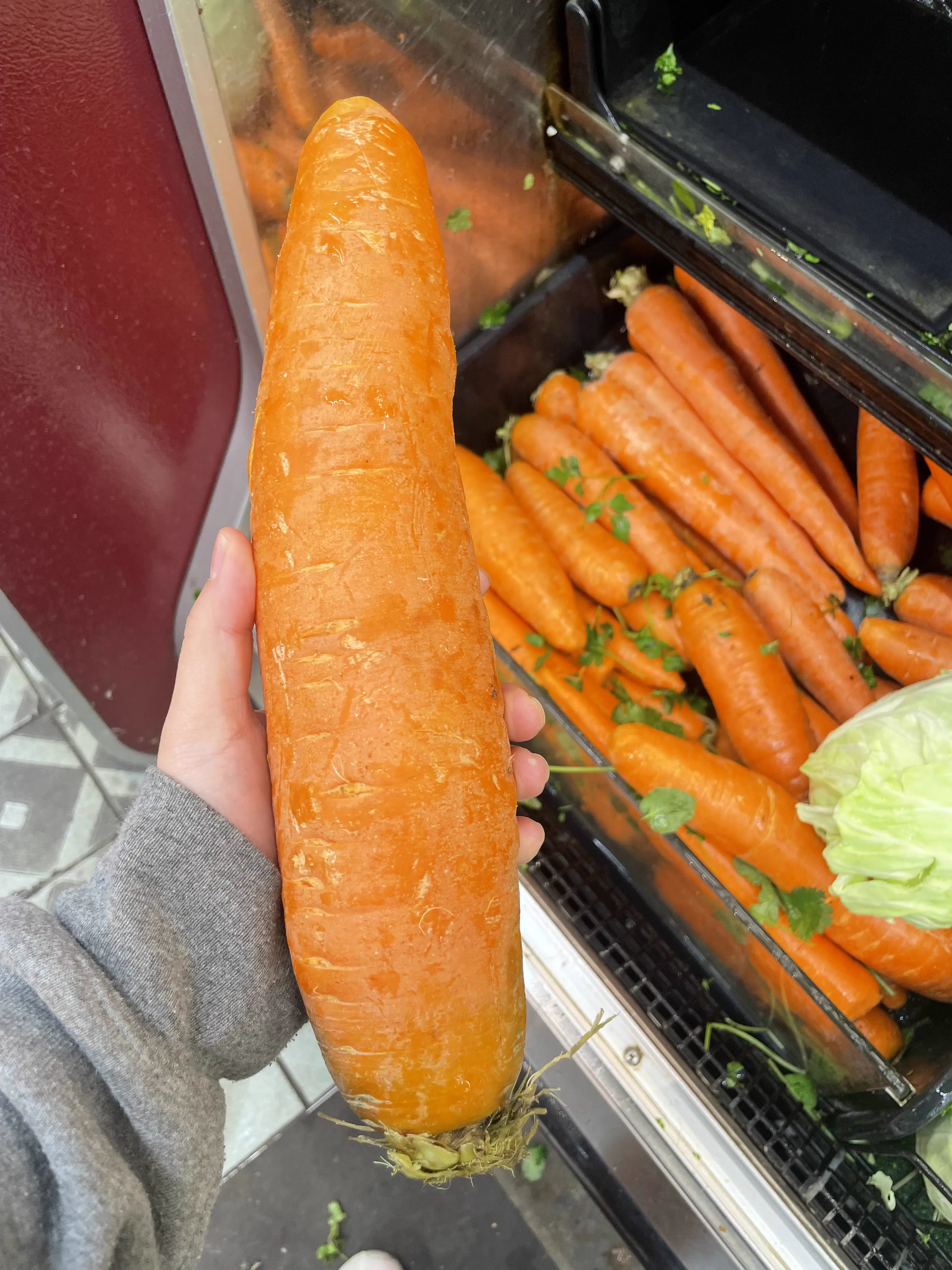 12 Huge Icons Redefining What Massive Truly Means! 🌍🐾 23 Absolute Units of a carrot
