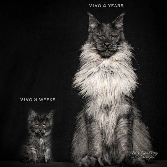 Unveiling 8 Monstrous Oddities That Will Amaze You! 🌍🤯 15 Absolute Units of a cat glow up