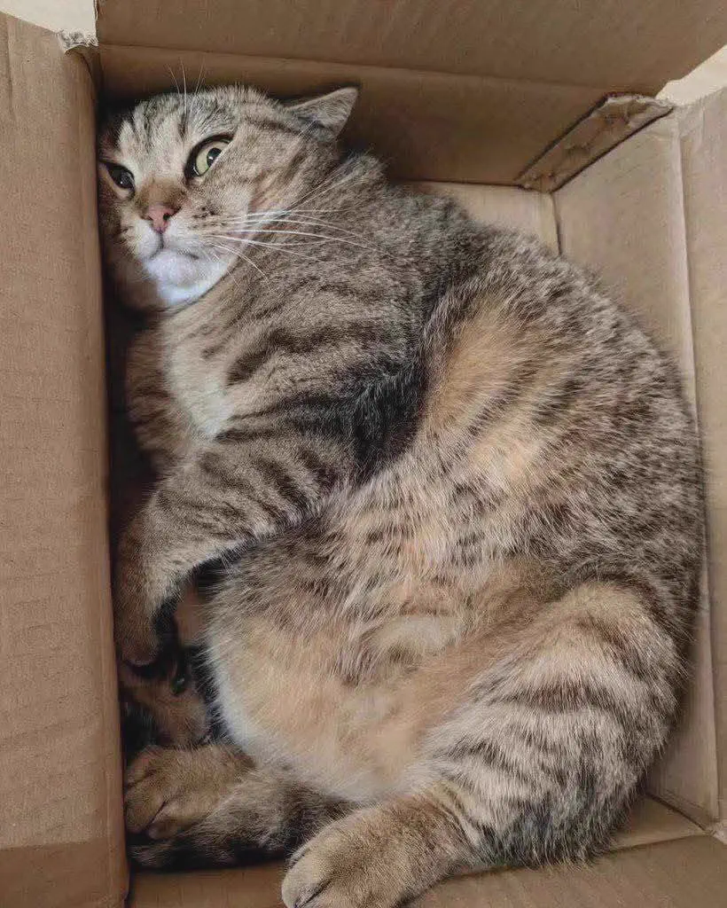 10 Mind-Blowing Absolute Units You Never Knew Existed! 🤯 17 Absolute Units of a Cat in a Box