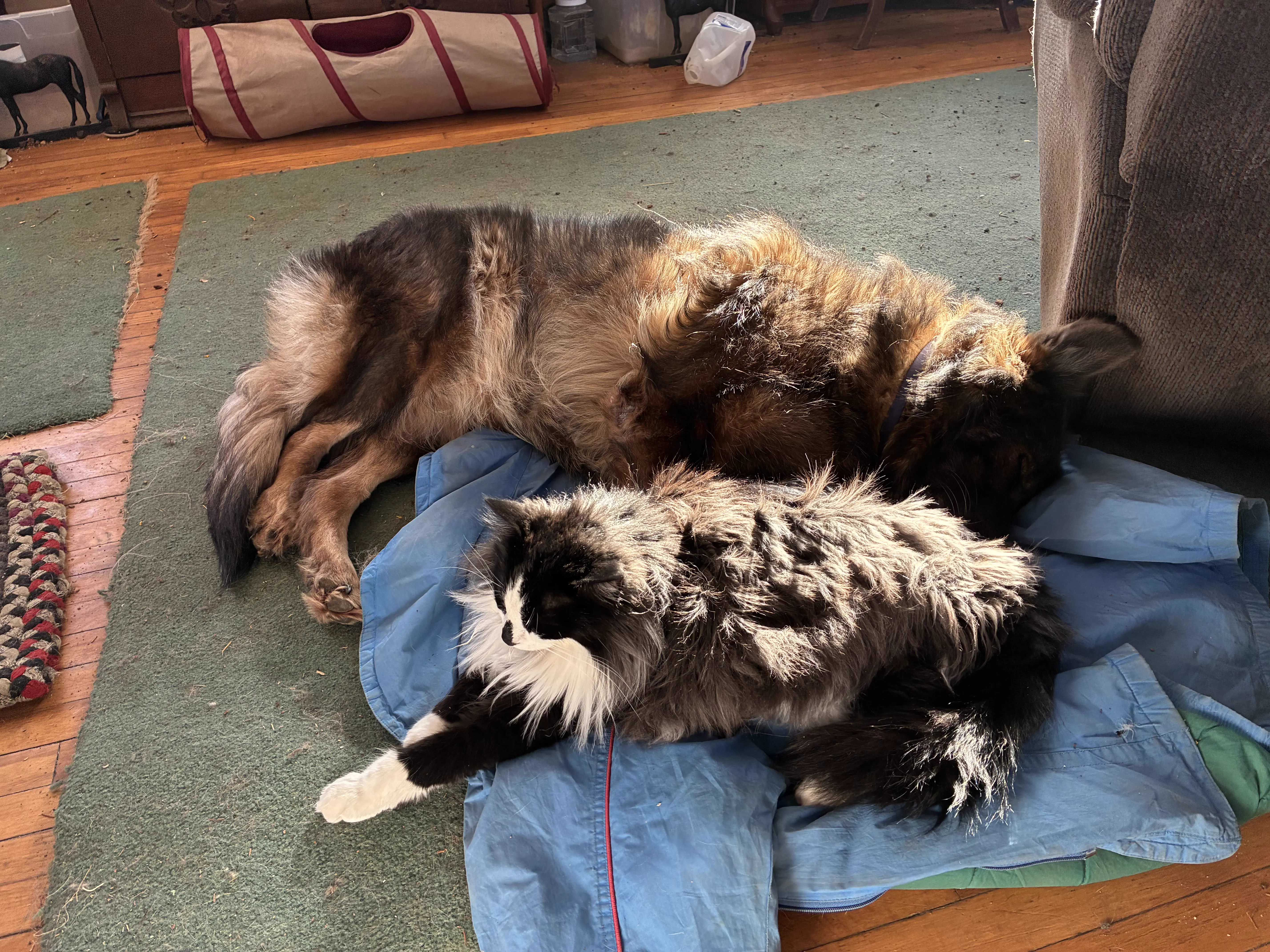 15 Mind-Blowing Oddities That Defy Size Expectations! 🔍🤯 29 Absolute Units of a cat next to a 100 pound German shepherd