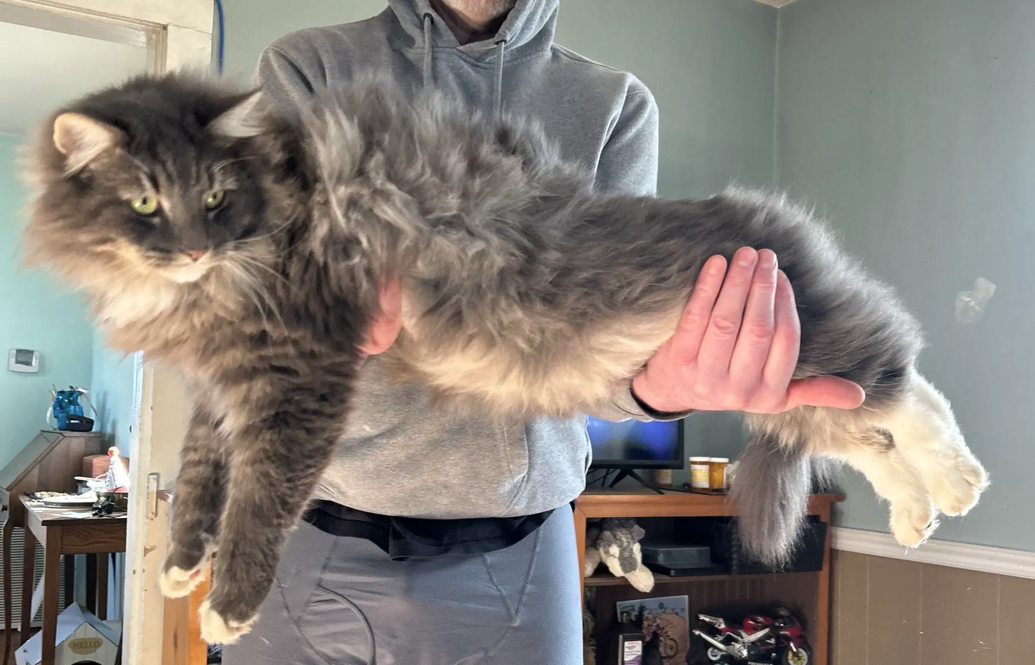 13 Massive Oddities That Will Leave You in Awe! đ„ 26 Absolute Units of a cat