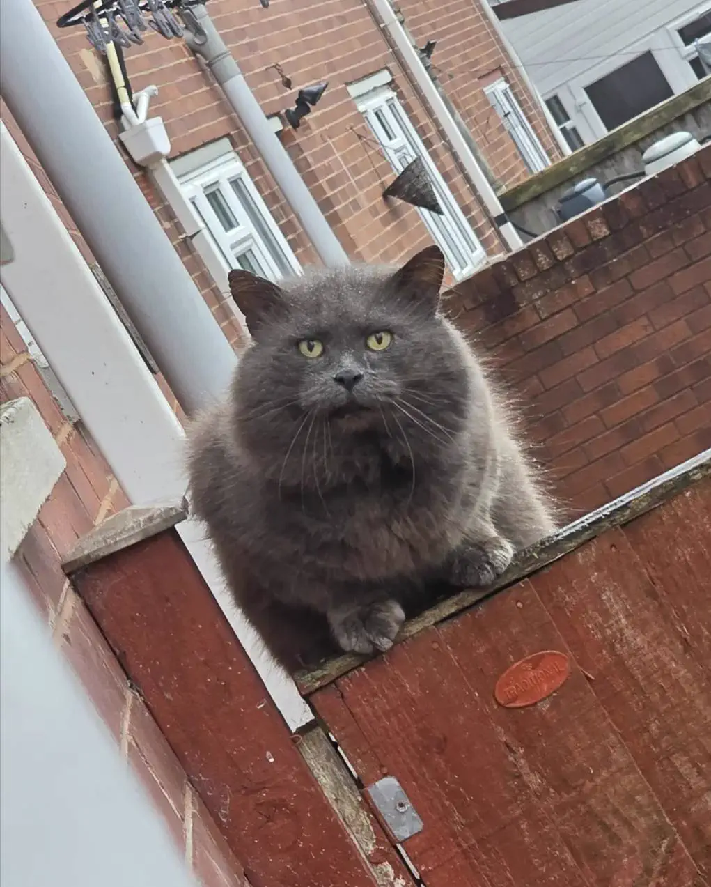 8 Absolute Units That Made Us Question Reality 🫣 16 Cat with impossibly large puffy cheeks looking adorably massive