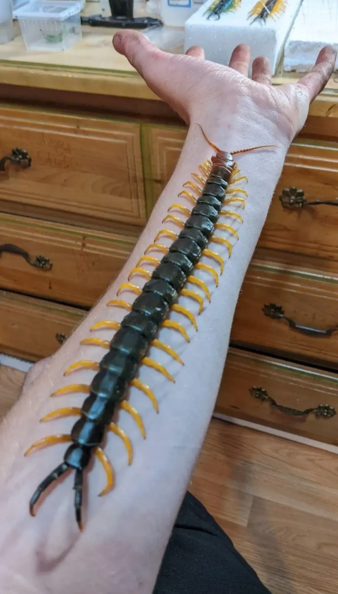12 Huge Icons Redefining What Massive Truly Means! 🌍🐾 15 Absolute Units of a centipede, insectophobia warning