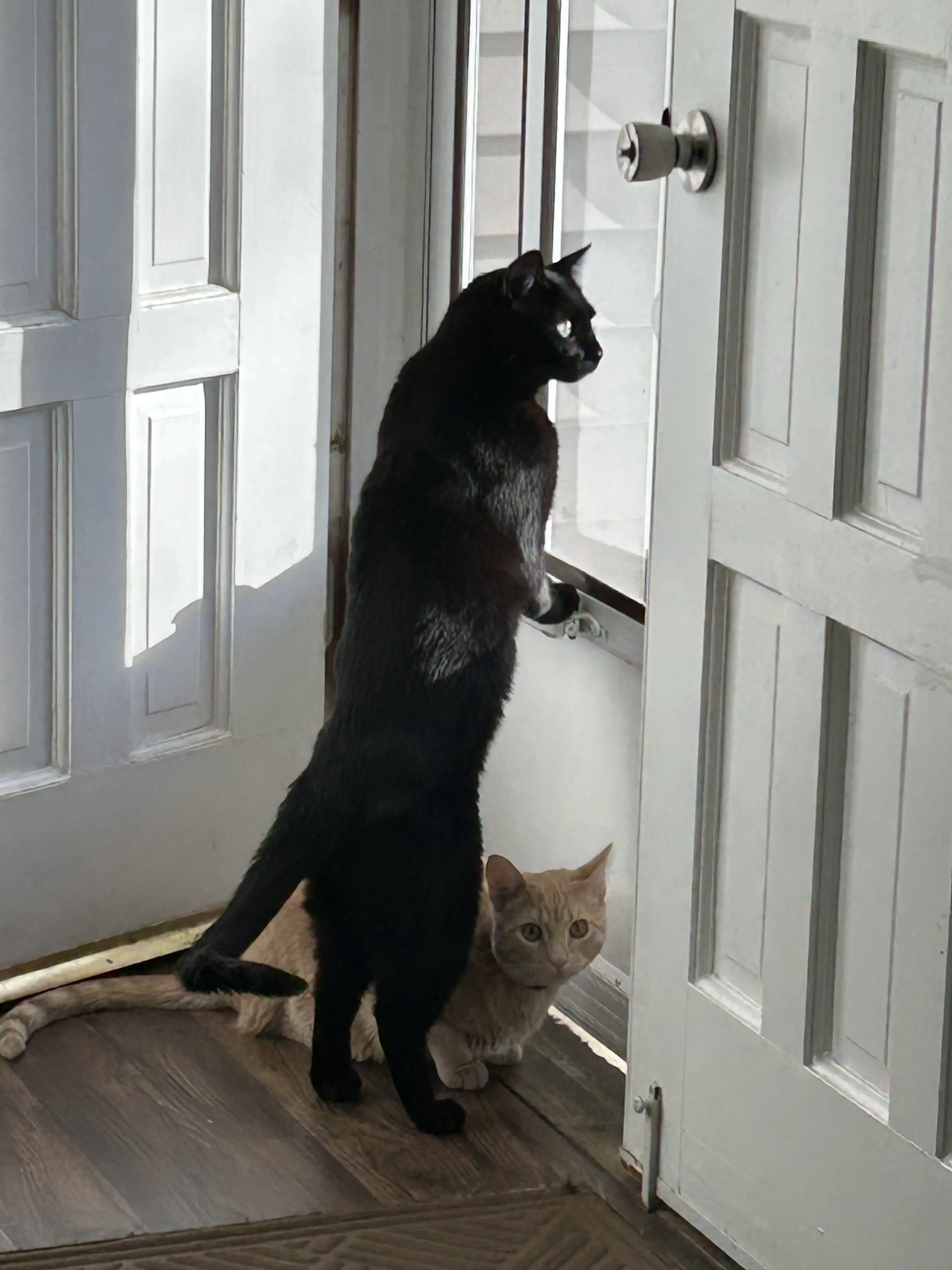 12 Unforgettable Absolute Units Redefining 'Massive'! đ 22 Absolute Units of a certified house pantherâŠ