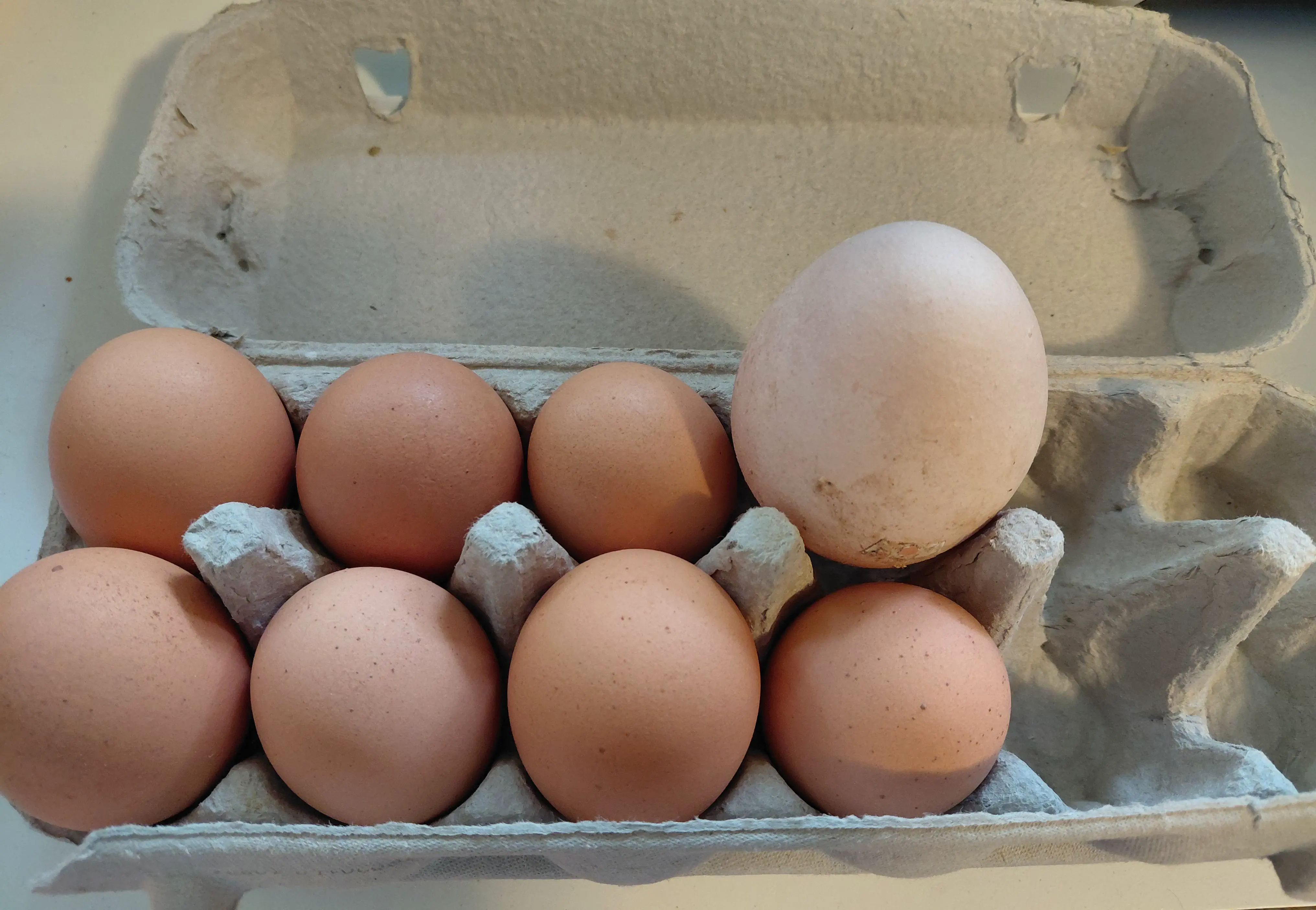 9 Mind-Blowing Huge Oddities You Have to Check Out! đ€Żđ 13 Absolute Units of a chicken egg