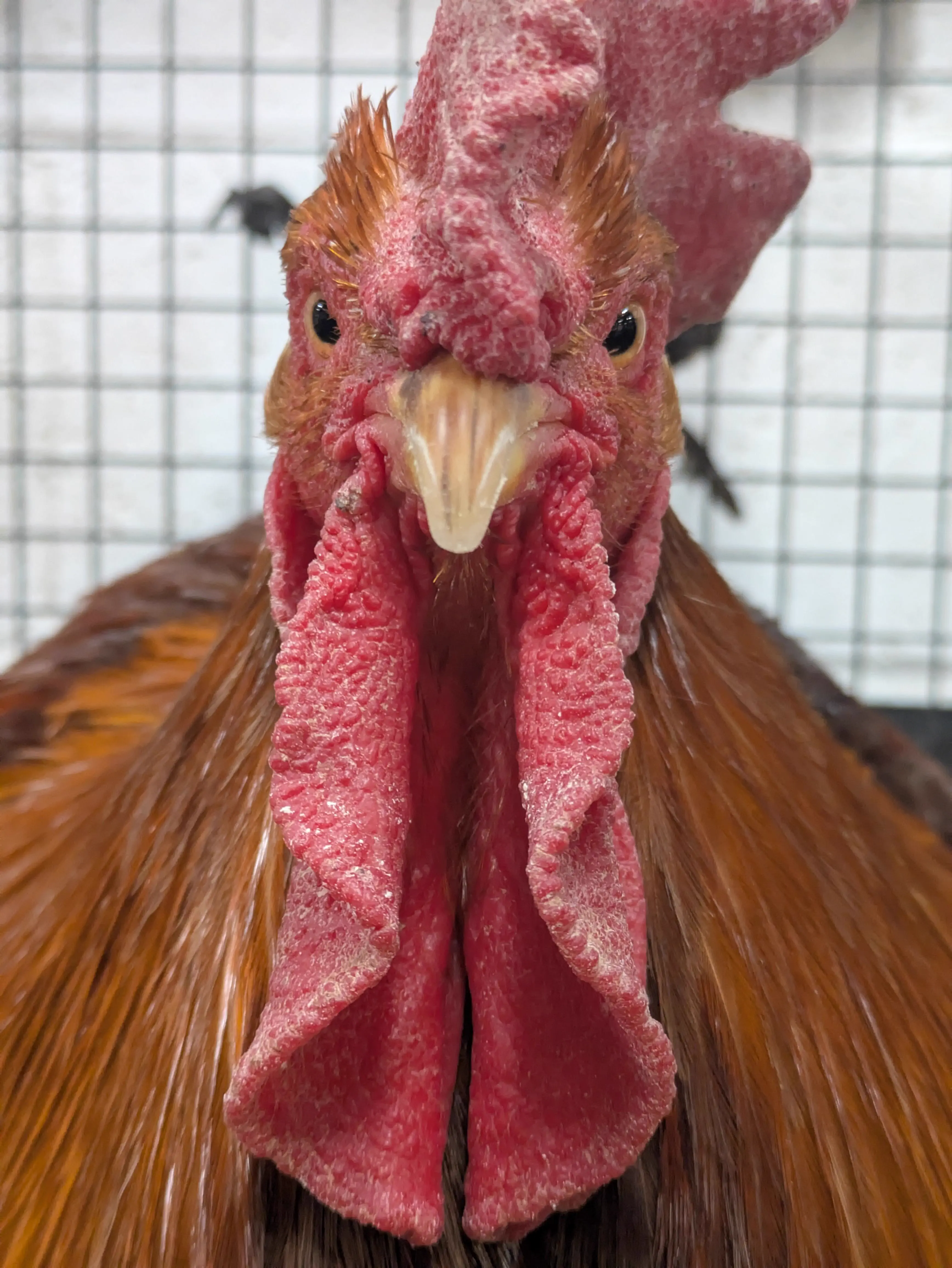 Nobody Was Ready for These 10 Absolute Units đ« 19 Absolute units of a chicken with a massive oversized wattle