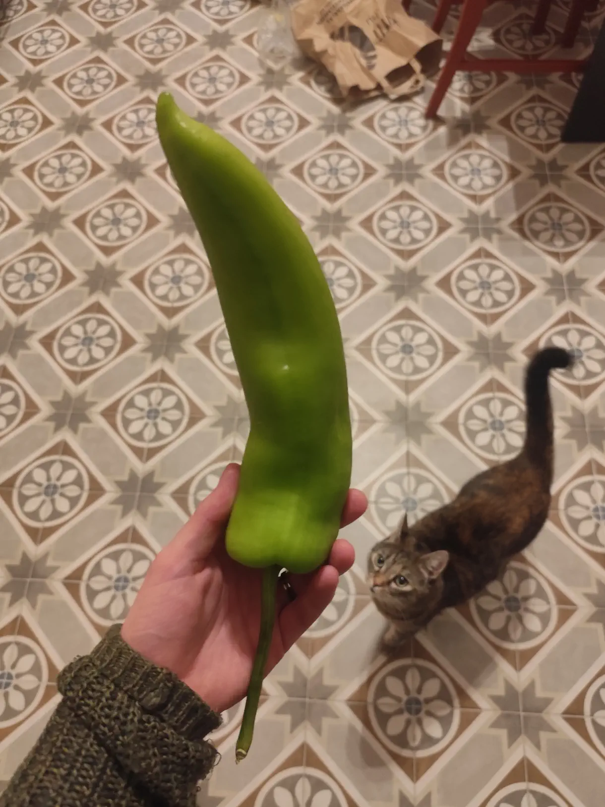 15 Bizarre Absolute Units That Will Bend Your Mind! đ€đ 31 Absolute Units of a chili pepper I got