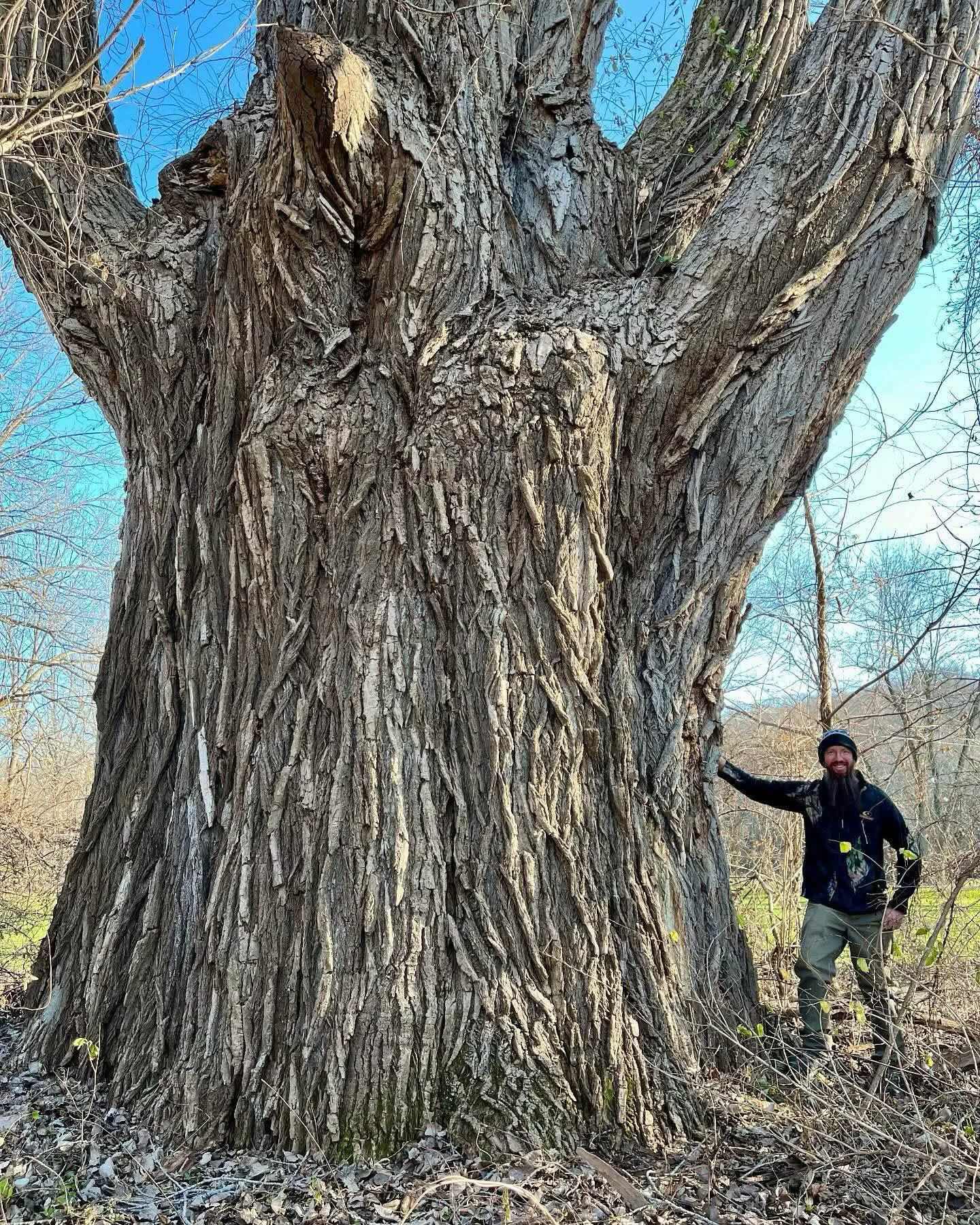 12 Breathtaking Behemoths You Didn't Know Existed! 🌍✨ 23 Absolute Units of a cottonwood tree