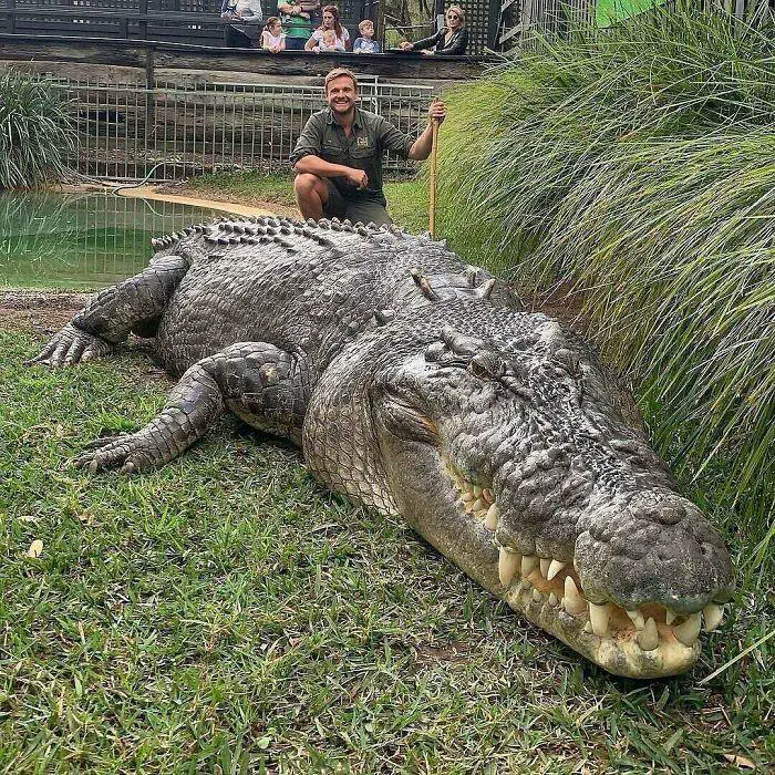 9 Mind-Blowing Huge Oddities You Have to Check Out! đ€Żđ 19 Absolute Units of a crocodile