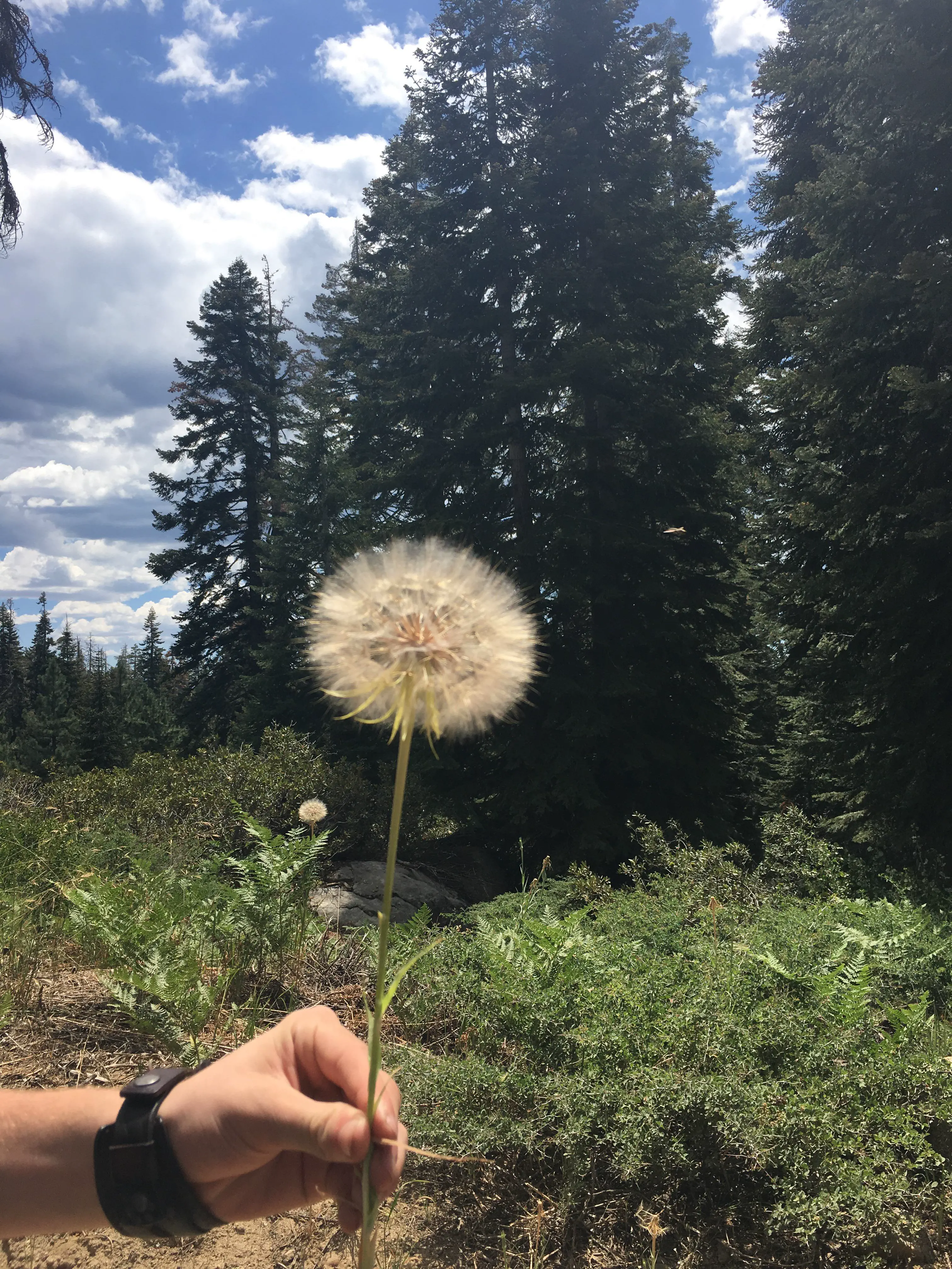 12 Mind-Bending Absolute Units You Need to Witness! 🤯 21 Absolute Units of a dandelion