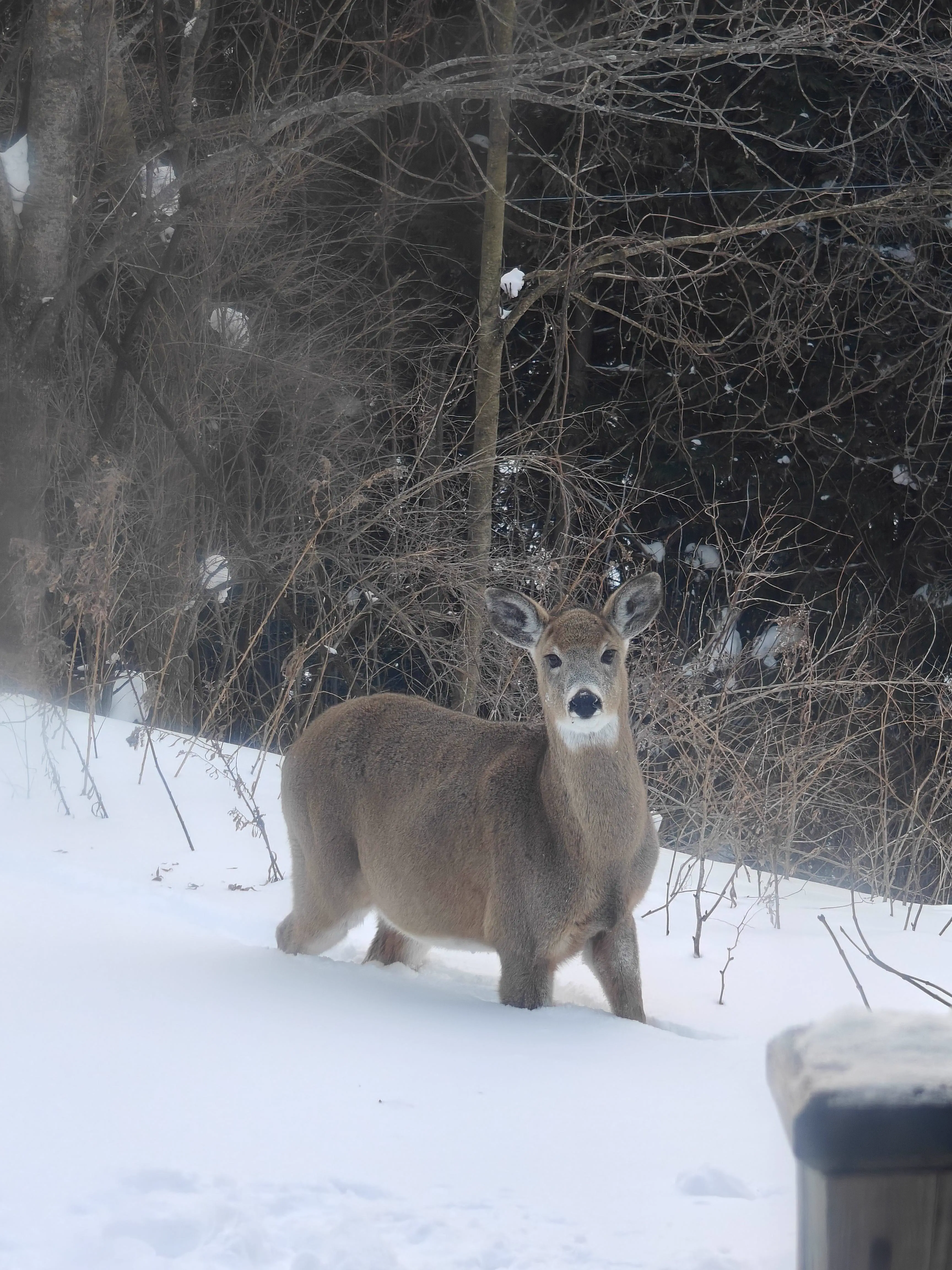 Nobody Was Ready for These 10 Absolute Units đ« 17 Absolute units of a colossal deer standing in a backyard