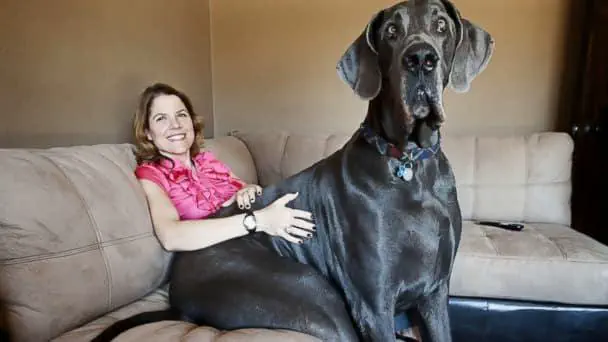 10 Epic Oversized Wonders You Have to Discover! 🐾✨ 12 Absolute Units of a dog