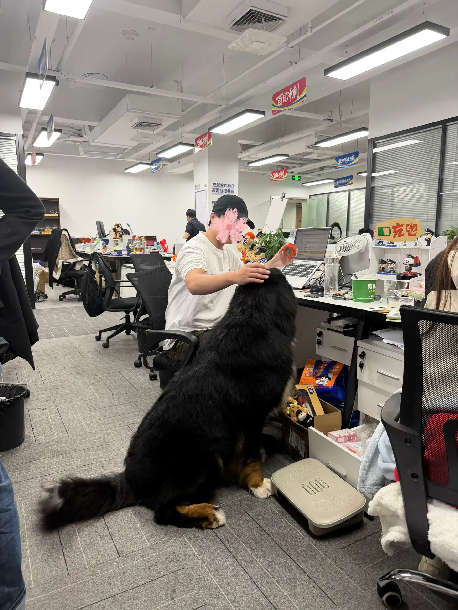 10 Breathtaking Oddities Exceeding Your Size Expectations! đ€Żđ 18 Absolute Units of a dog at workplace
