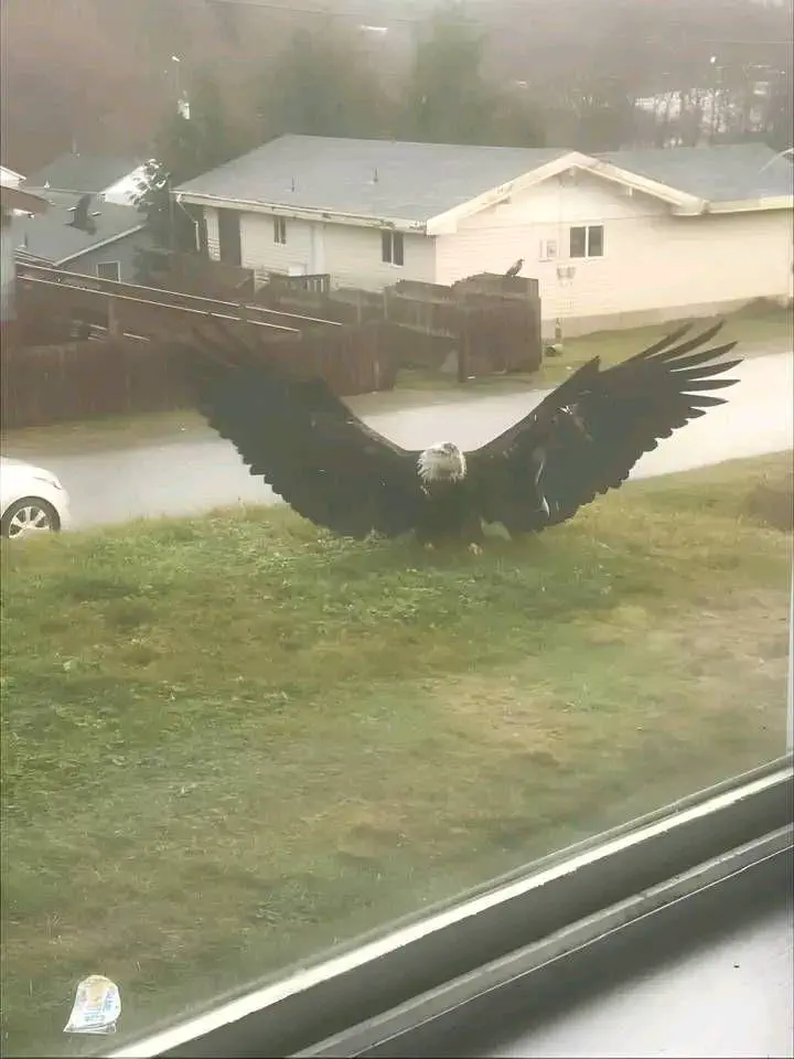 12 Mind-Bending Absolute Units You Need to Witness! 🤯 29 Absolute Units of a eagle