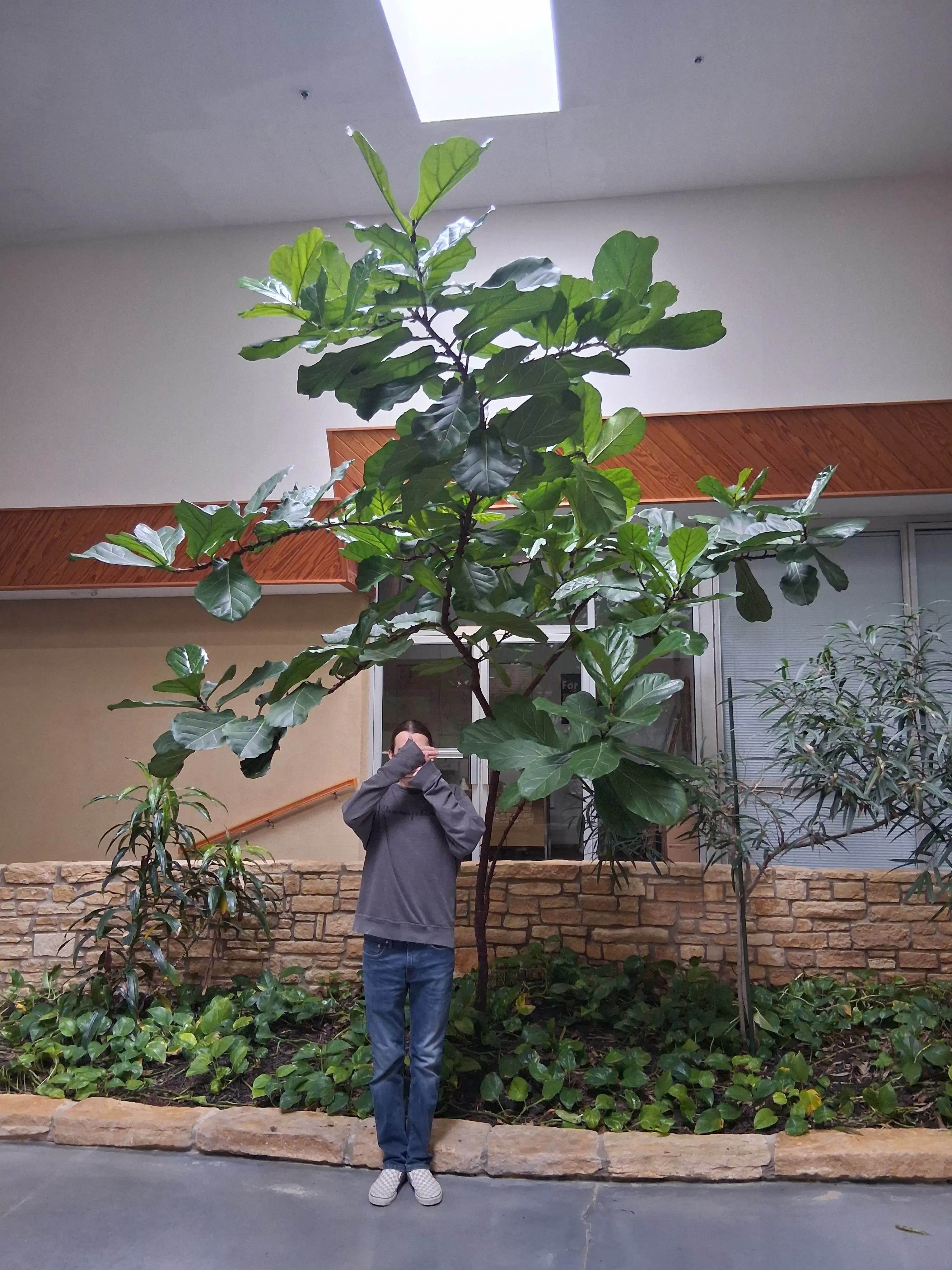 12 Mind-Bending Absolute Units You Need to Witness! 🤯 19 Absolute Units of a fiddle leaf fig in a dead mall