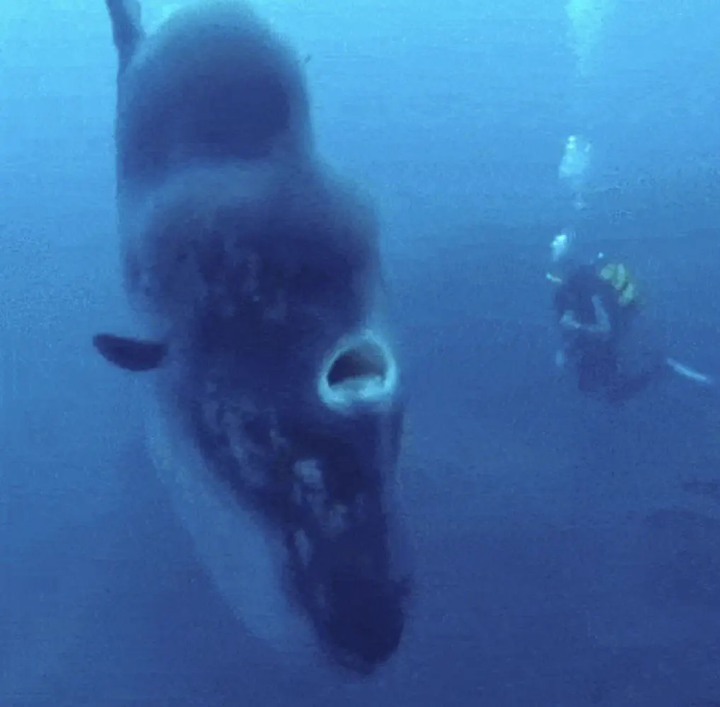 10 Colossal Absolute Units That Will Take Your Breath Away! đ 19 Absolute Units of a fish