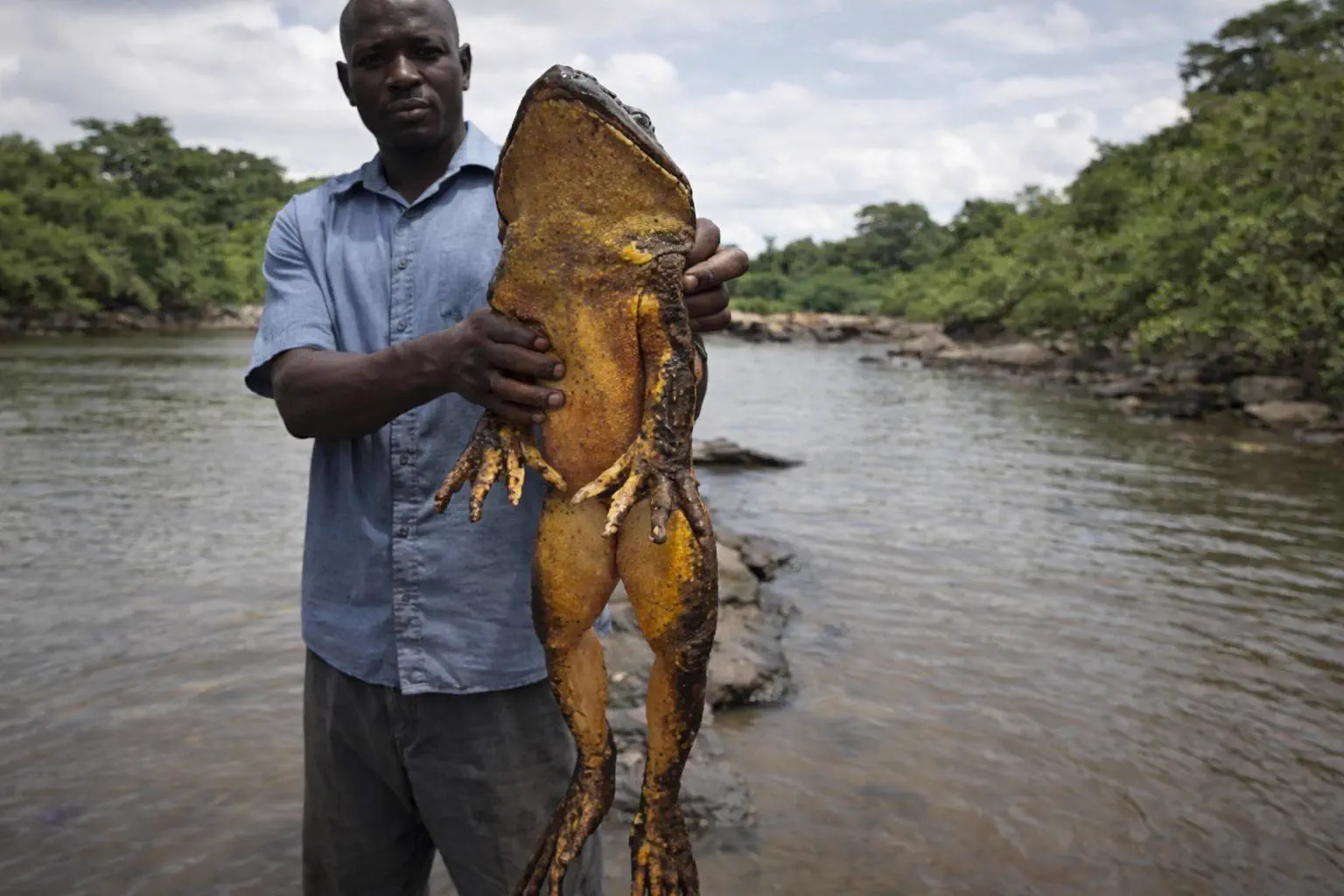 15 Mind-Blowing Oddities That Defy Size Expectations! 🔍🤯 30 Absolute Units of a frog