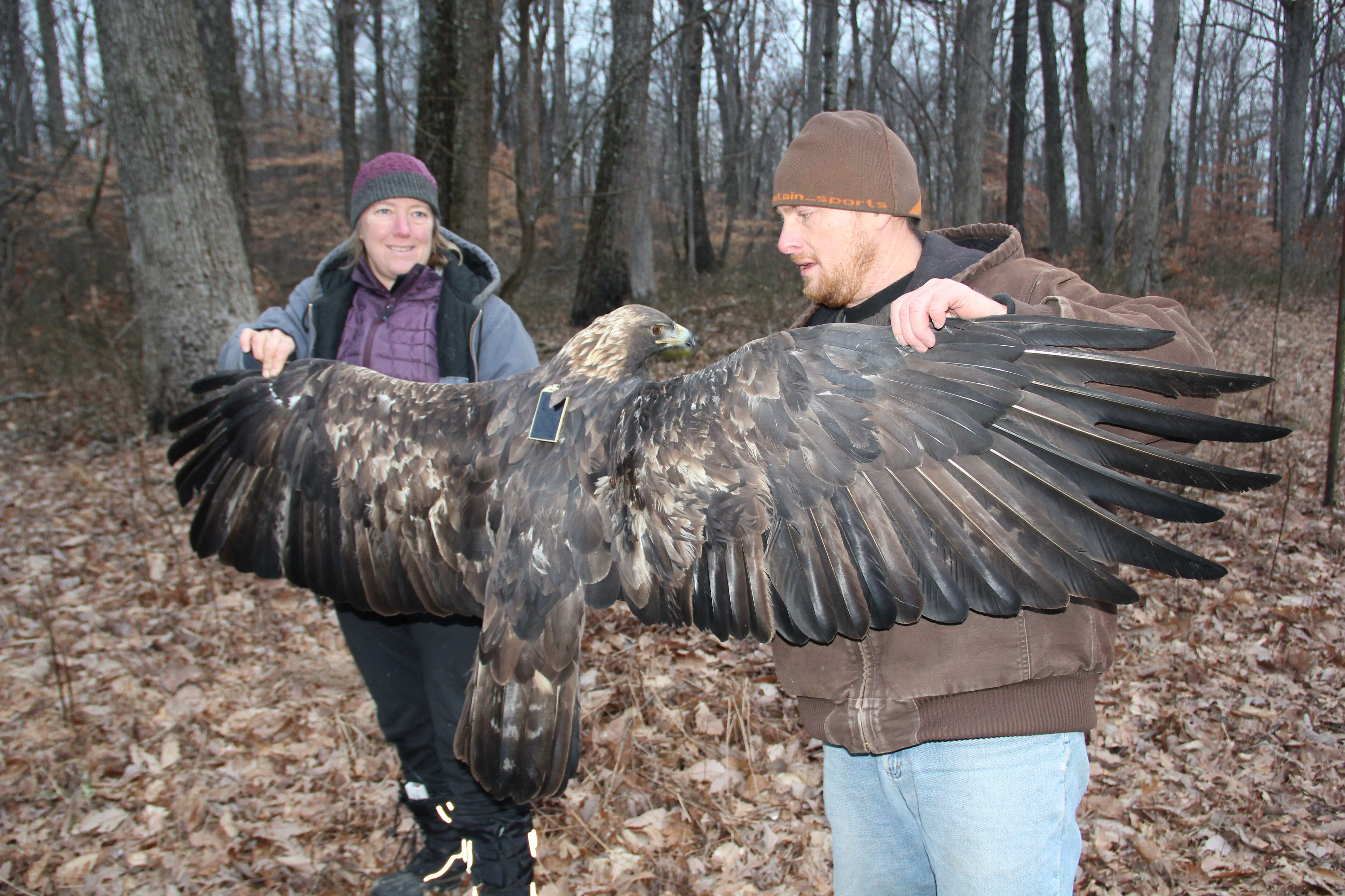 13 Massive Oddities That Will Leave You in Awe! đ„ 29 Absolute Units of a Golden Eagle