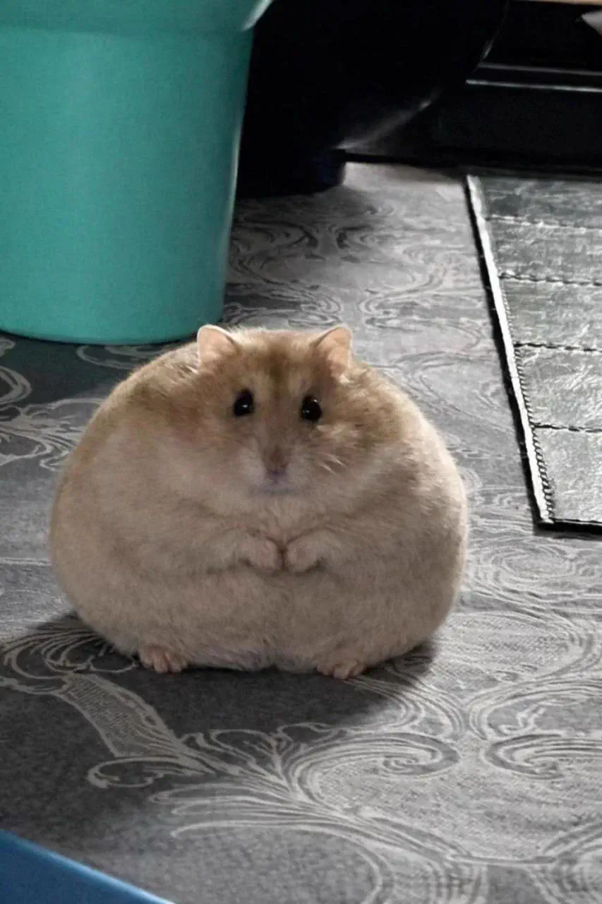 15 Bizarre Absolute Units That Will Bend Your Mind! đ€đ 17 Absolute Units of a hampter