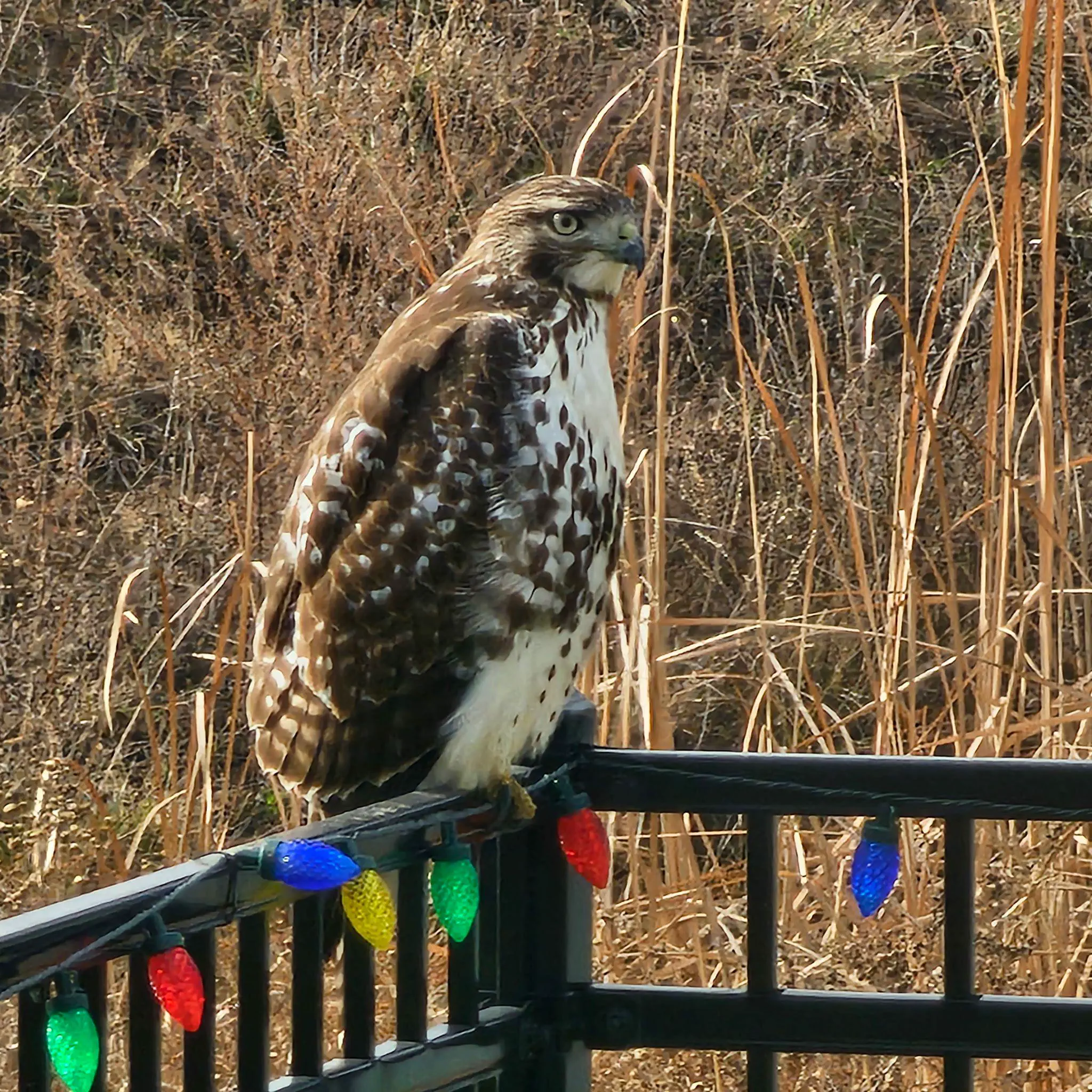 10 Breathtaking Oddities Exceeding Your Size Expectations! đ€Żđ 17 Absolute Units of a Hawk
