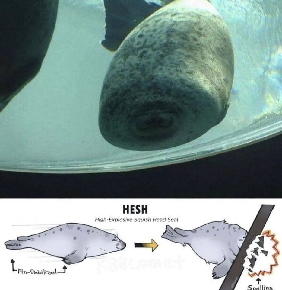 6 Mind-Blowing Oddities That Redefine Size Expectations! 🌟🤯 9 Absolute Units of a HESH Seal