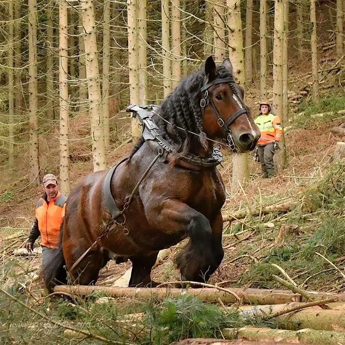 10 Epic Oversized Wonders You Have to Discover! 🐾✨ 14 Absolute Units of a horse