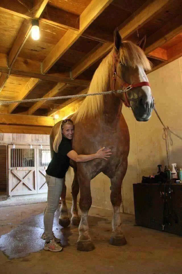 10 Colossal Absolute Units That Will Take Your Breath Away! đ 20 Absolute Units of a horse