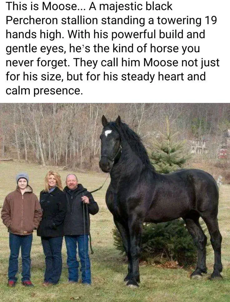 12 Unforgettable Absolute Units Redefining 'Massive'! đ 21 Absolute Units of a horse