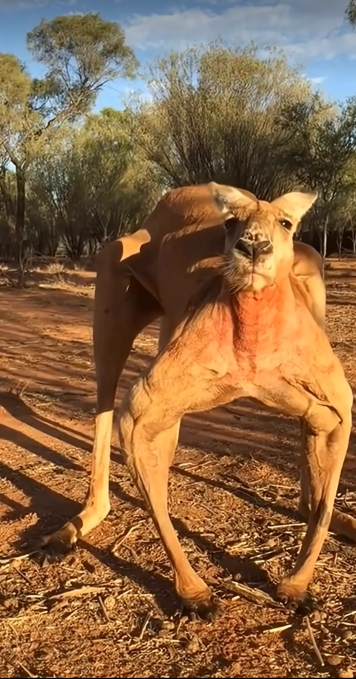Discover 10 Incredible Absolute Units Beyond Belief! 🌍🐾 17 Absolute Units of a kangaroo