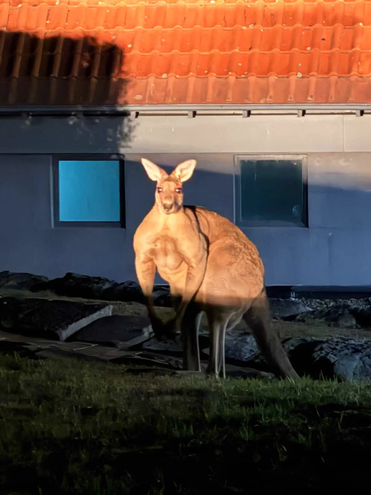 10 Mind-Blowing Absolute Units You Never Knew Existed! 🤯 18 Absolute Units of a Kangaroo