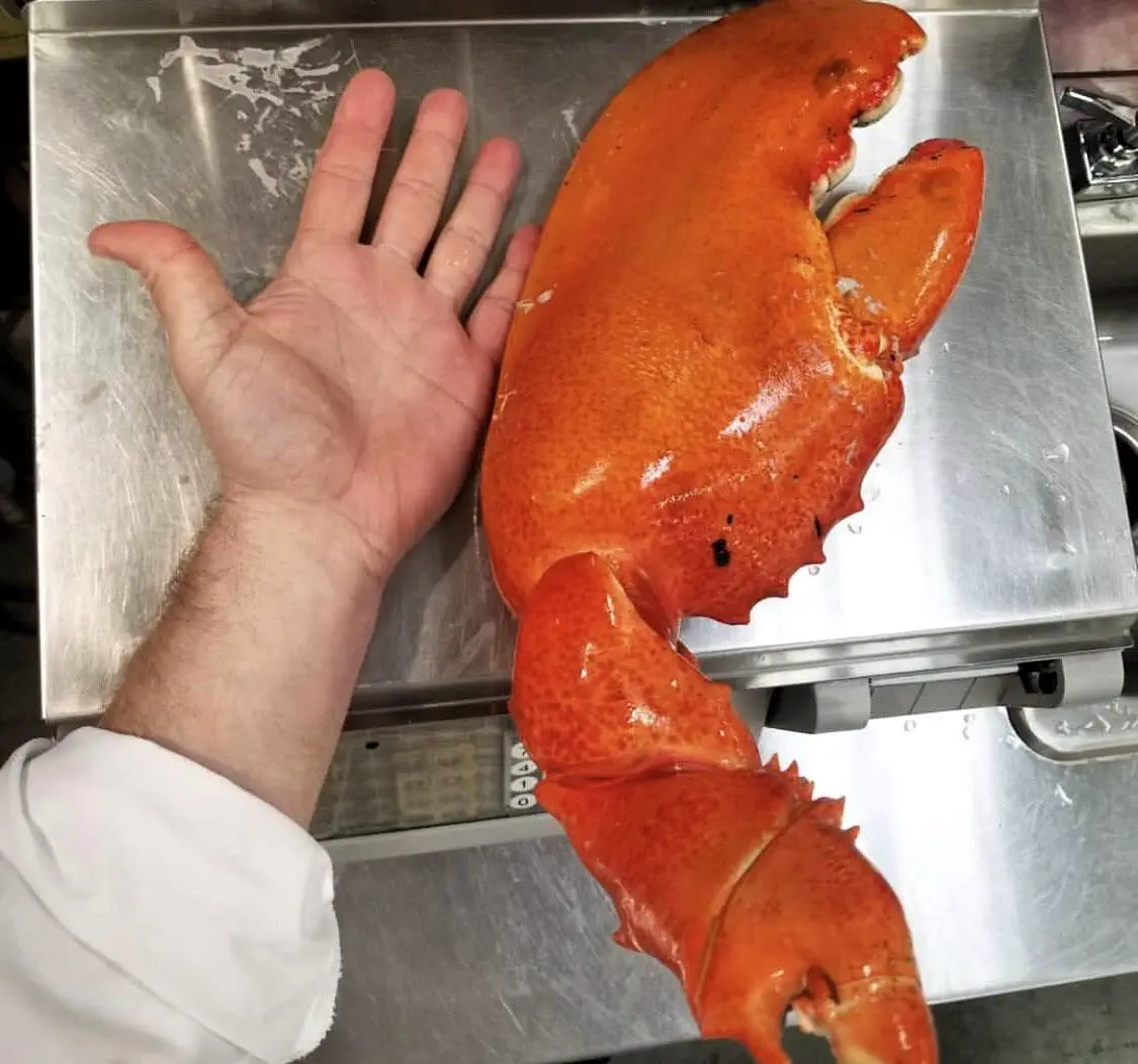 12 Mind-Bending Absolute Units You Need to Witness! 🤯 20 Absolute Units of a lobster claw